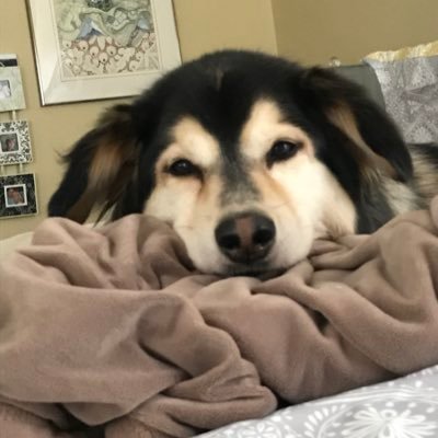 Profile Picture of Daniel Schreiner (@Doug250483) on Twitter