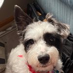 Profile Picture of Bruce Ralston (@lahaina4me) on Instagram