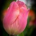 Profile Picture of Shari Akers (@shari.akers.52) on Facebook