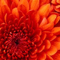 Profile Picture of Amber Cutshall (@amber-cutshall-1) on Quora