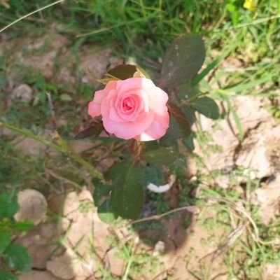 Profile Picture of Mudumala Preeti Reddy (@MudumalaPreeti) on Twitter