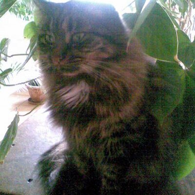 Profile Picture of Jim Bertrand (@Jimbloc) on Twitter