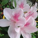 Profile Picture of 黃瓊玉 (@qiongyu_h) on Instagram