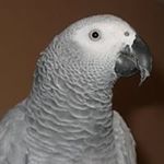 Profile Picture of Daphne Russell Duncan (@tallulahblu) on Instagram