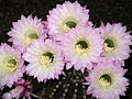 Profile Picture of Echinopsis - Wikipediaon Wikipedia