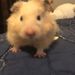 Profile Picture of We Love Hamsters (@hammylover88) on Pinterest