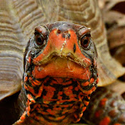 Profile Picture of Jim Ross (@jimross8775) on Youtube