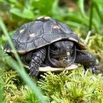 Profile Picture of Crystal Chapman (@opal_jane) on Instagram