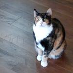 Profile Picture of Dawn Claus (@opalcat1971) on Instagram