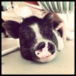 Profile Picture of Madison Hardwick (@thetruekevinbacon) on Instagram