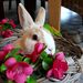 Profile Picture of lisa verreth (@lisaverreth) on Pinterest