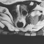 Profile Picture of Jo Holmes-Cole (@joholmescole) on Instagram