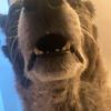 Profile Picture of Lorelei Murphy Ayala (@lololil46) on Tiktok