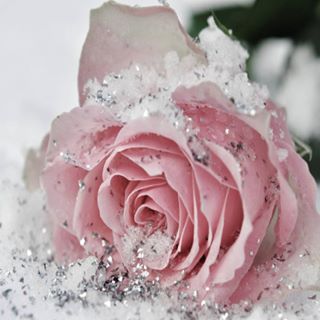 Profile Picture of Renee Ray (@Renee-Ray) on Facebook