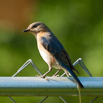 Profile Picture of Jacob Chapman (@jacob's wildlife photography) on Flickr