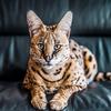 Profile Picture of   seniorprank... (@strykerthecat) on Tiktok
