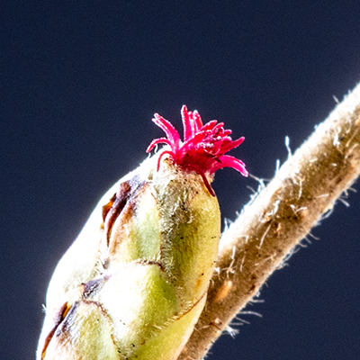 Peter Gill - Twitter Profile Picture of Peter Gill (@42nd_Tweet) on Twitter