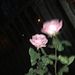 Profile Picture of julia yeet  (@julesscreven) on Pinterest