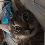Profile Picture of cindyhoppe (@cindyhoppe) on Instagram