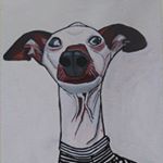 Profile Picture of Shaffer the Italian Greyhound (@wiggytheiggy) on Instagram