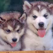 Profile Picture of Ariana Lucia Carpio Perez (@arianaluciacarpioperez9294) on Youtube