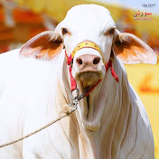 Profile Picture of Mandi Click He 🐄 2024 (@arsalanmalik8626) on Youtube