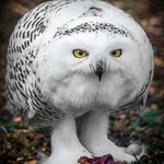 Profile Picture of Richard J Behrens Jr (@richbehrens2) on Instagram