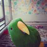 Profile Picture of Leo (@leo.parrot) on Instagram