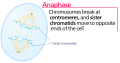 Profile Photo of Anaphaseon Wikipedia