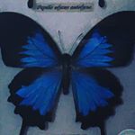 Profile Picture of Shin Watanabe (@shin.watanabe) on Instagram