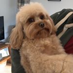 Profile Picture of Nelly Penn (@thecavapoonelly) on Instagram