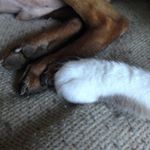 Profile Picture of 🐶Tommy & Derek🐱 (@tommy.derek) on Instagram