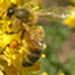 Profile Picture of Beenssle (@beenssle) on Flickr