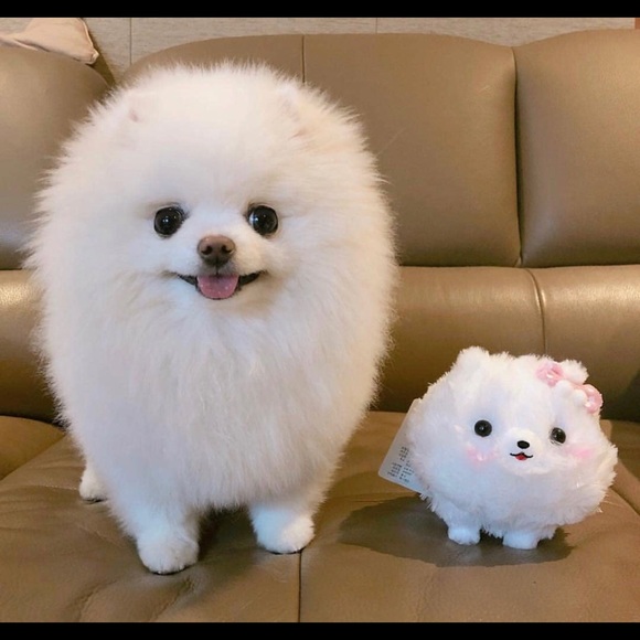 Profile Picture of Stephanie Zhang (@stephaniebayb) on Poshmark