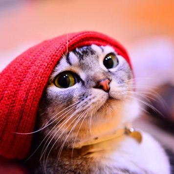 Profile Picture of Mohamed Arafat (@mohamedarafat21) on Twitter