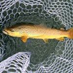 Profile Picture of Grant Hanson (@granthanson) on Instagram