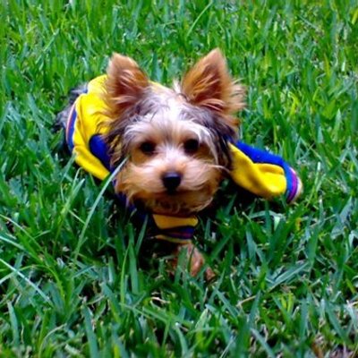 Profile Picture of Paul Raminfar (@pramin1011) on Twitter