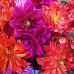 Profile Picture of Lindsey Lazopoulos Friedman (@ladyllf) on Instagram