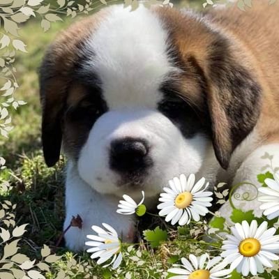 Profile Picture of Tiffani Maynard (@TiffaniMaynard9) on Twitter