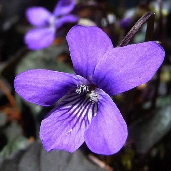 Profile Picture of Julie Trachta (@balletomane62) on Poshmark