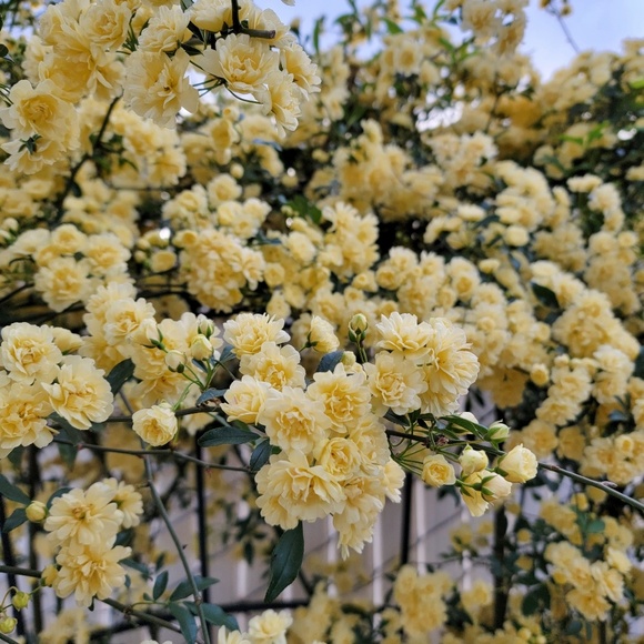 Profile Picture of M Ortiz (@xpisceskittyx) on Poshmark