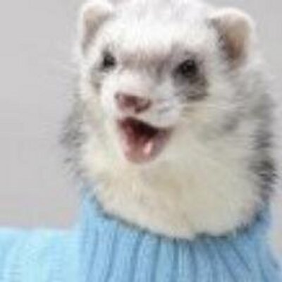 Profile Picture of Josh Kerley (@tinykittenbeers) on Twitter