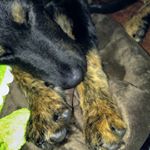 Adam Schwartzberg - Instagram Profile Picture of Adam Schwartzberg (@schwartzbr) on Instagram