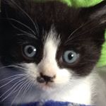 Lucas Yo - Instagram Profile Picture of Lucas Yo (@lock_em_down_mackey) on Instagram