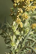 Profile Picture of Ambrosia confertifloraon Wikipedia