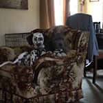 Profile Picture of Trent.helms (@trent.helms2) on Instagram