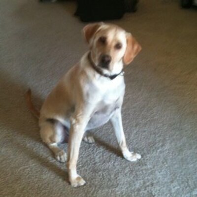Profile Picture of Andy Bice (@Abice24) on Twitter
