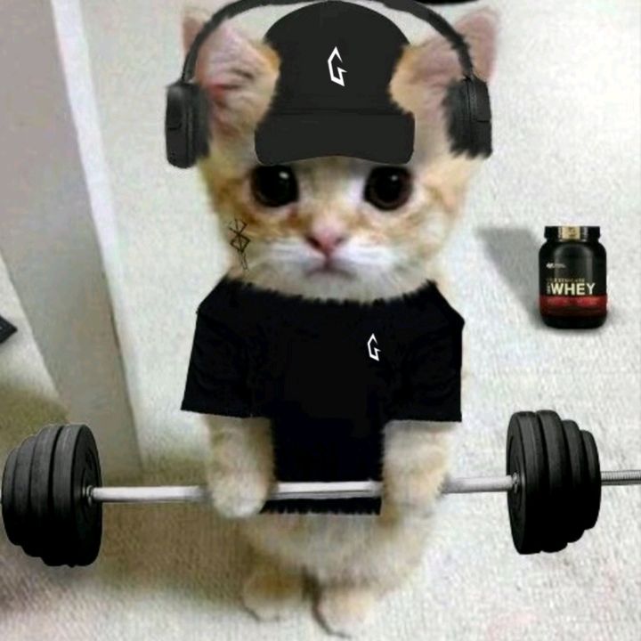 Profile Picture of stevenschippers (@stevenschippers) on Tiktok