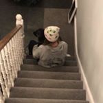 Profile Picture of baby dazzle (@lara.holmes1200) on Instagram