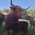 Profile Picture of Dusty Pines Ranch (@dusty_pines_ranch) on Instagram